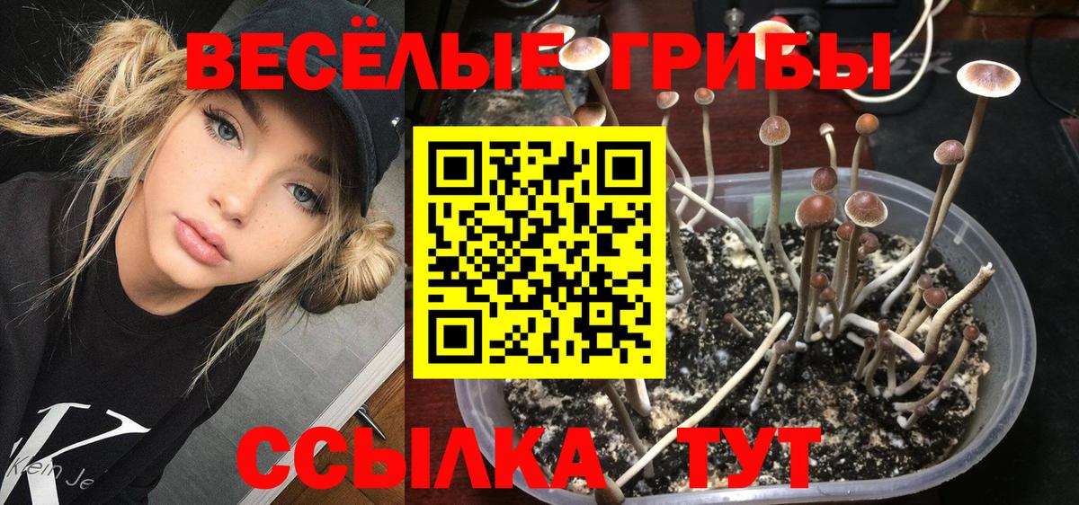 закладка  Вход с VPN  Топки  Псилоцибиновые грибы прущие грибы 